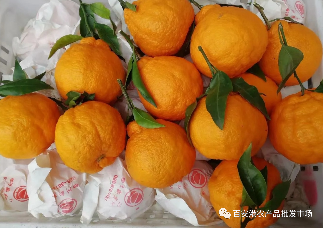 柑橘水果上市忙，批發(fā)市場銷售旺！