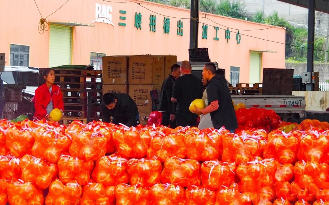 金秋豐收季 | 百安港農(nóng)產(chǎn)品批發(fā)市場邀您赴一場和秋天的約會！